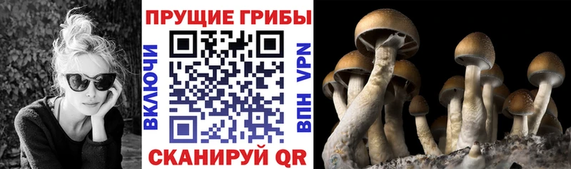купить  сайты  Подольск  Галлюциногенные грибы Magic Shrooms 
